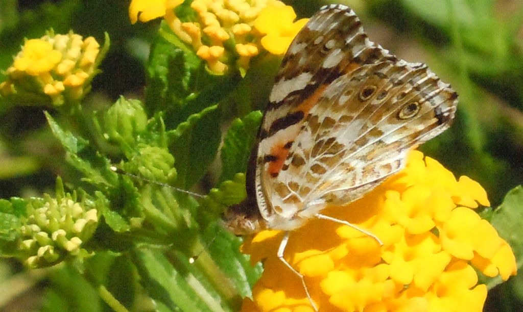 Vanessa cardui